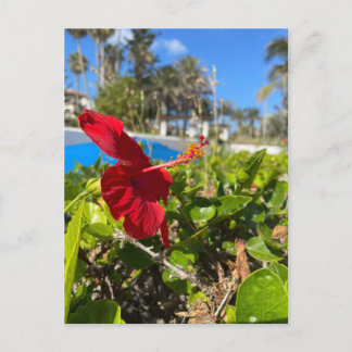 Hibiskus vykort