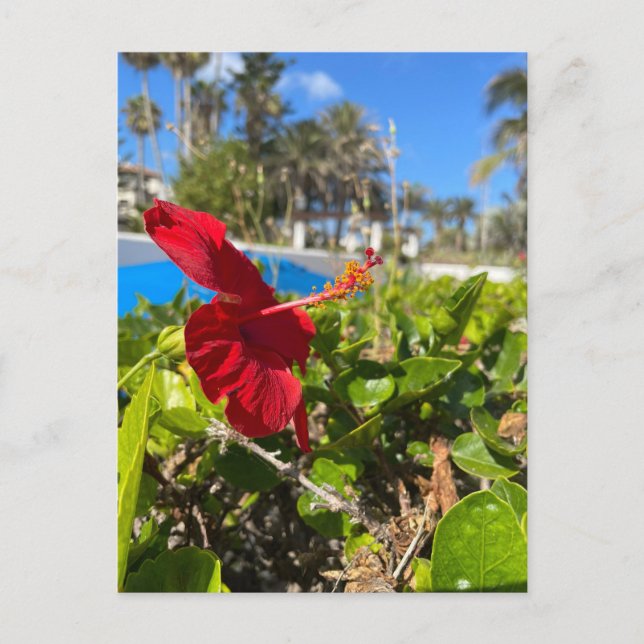 Hibiskus vykort (Framsida)