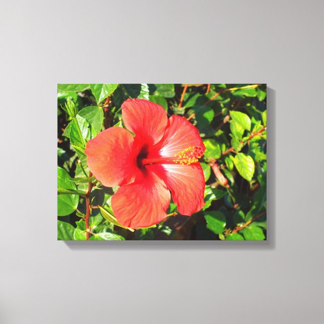 Hibiskusblomma Canvastryck (Framsida)