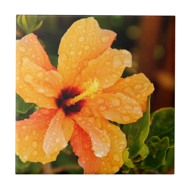 Hibiskusblomma Fotografering Kakelplatta (Framsidan)
