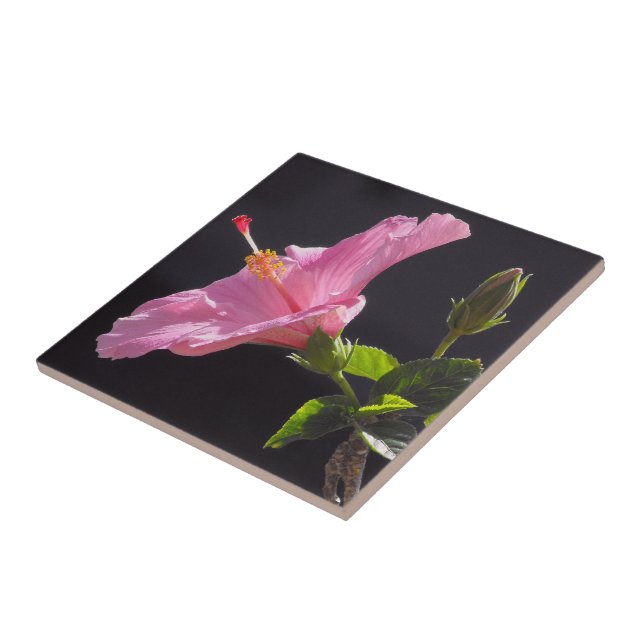 Hibiskusblomma i profil kakelplatta (Sidan)