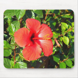 Hibiskusblomma Musmatta