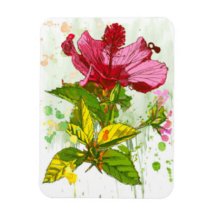 Hibiskusblomma - vattenfärgen målar magnet