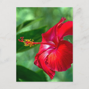 Hibiskusblomma Vykort