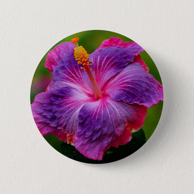 Hibiskusblomman knäppas knapp (Framsida)
