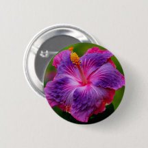 Hibiskusblomman knäppas