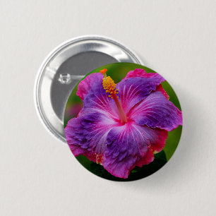 Hibiskusblomman knäppas knapp