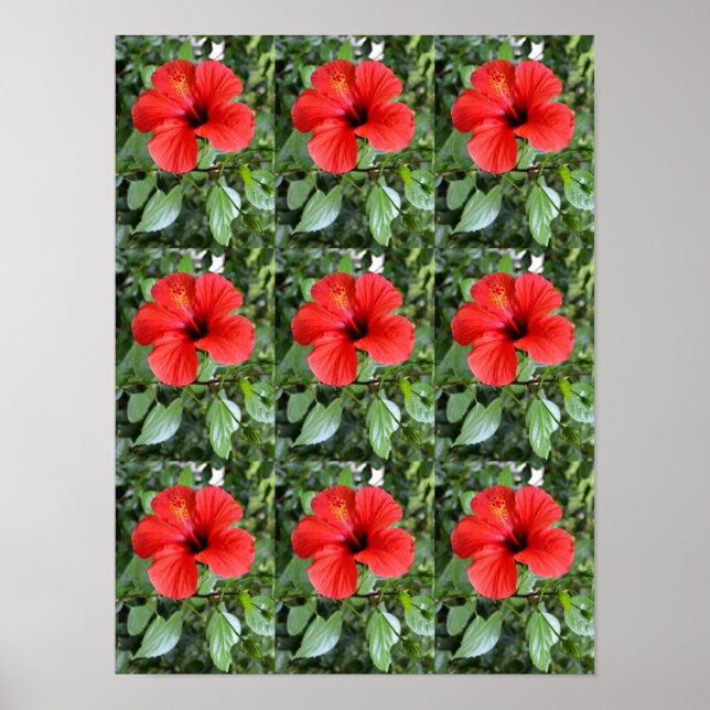 Hibiskusblommor Poster (Framsidan)