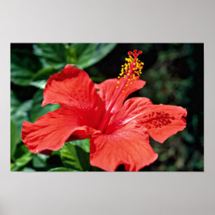 Hibiskusblommor Poster