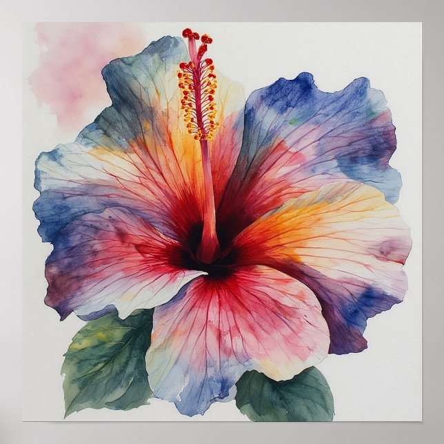 Hibiskusblomning Poster (Framsidan)
