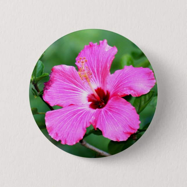 Hibiskusen knäppas knapp (Framsida)