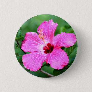 Hibiskusen knäppas knapp