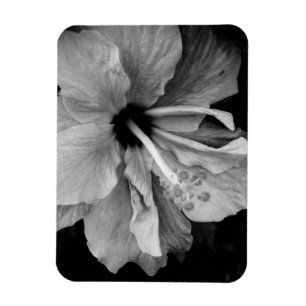Hibiskusflygaren Magnet
