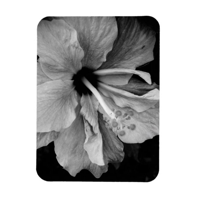 Hibiskusflygaren Magnet (Vertikal)