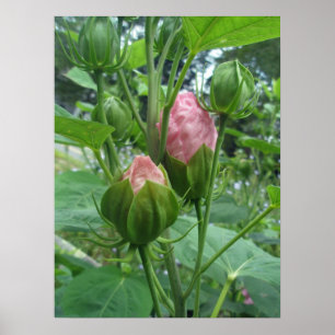 Hibiskusknoppaffisch Poster