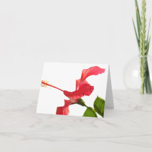 Hibiskuskort Kort