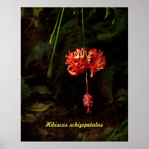 Hibiskusschizopetalus - japansk lykta poster