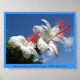 Hibiskuswaimeae på den McBryde trädgården - NTB Poster