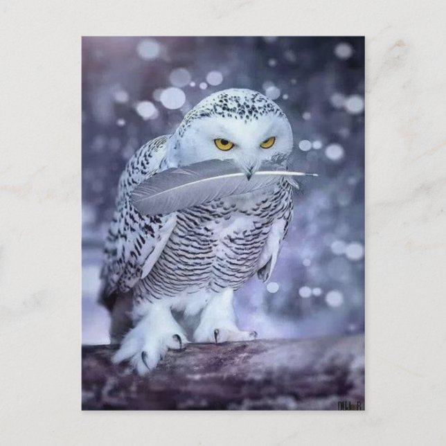 Hibou des neiges vykort (Framsida)