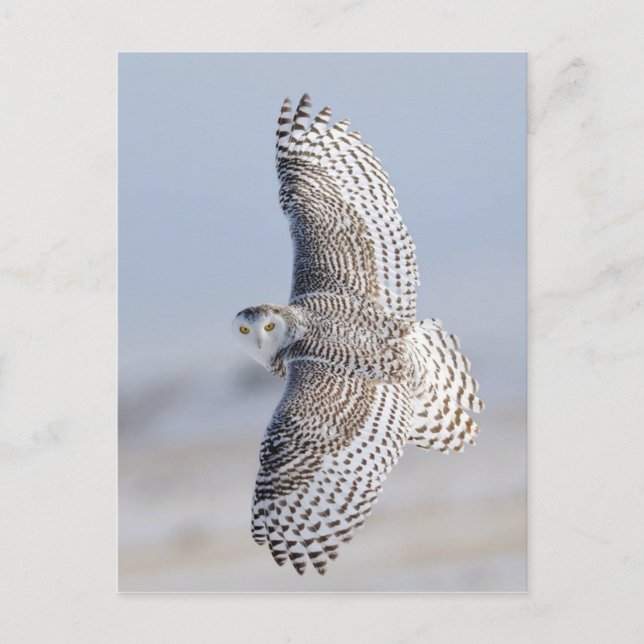 Hibou Harfang des neiges 3 Vykort (Framsida)