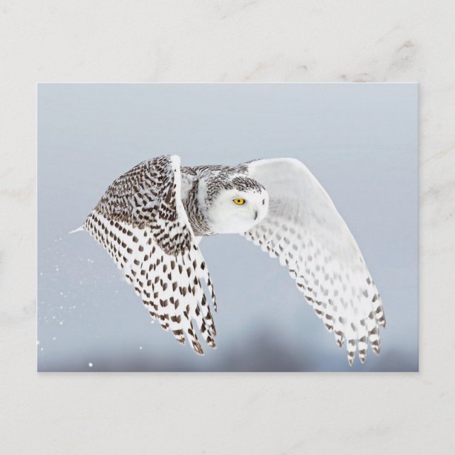 Hibou Harfang des neiges Vykort (Framsida)