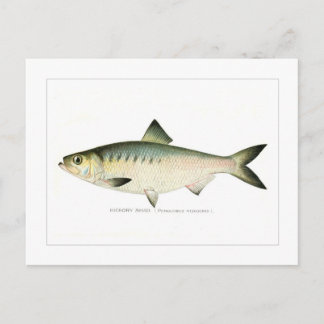 Hickory Shad Vykort