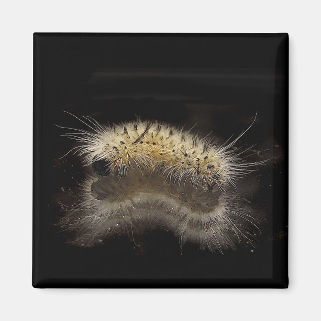 Hickory Tussock Caterpelare Magnet (Framsidan)