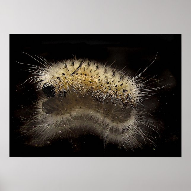 Hickory Tussock Caterpelare Poster (Framsidan)