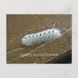 Hickory Tussock Moth (Lophocampa caryae) föremål Vykort