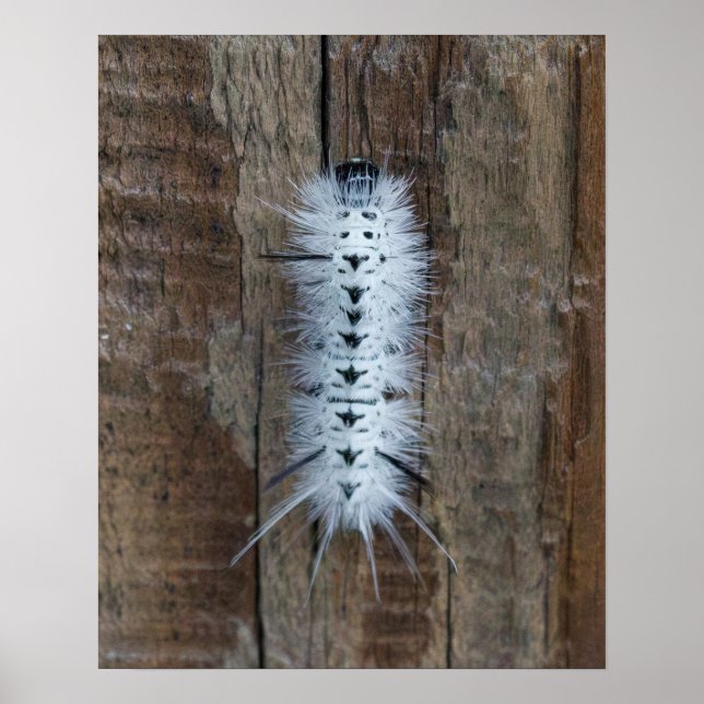 Hickory Tussock Moth Poster (Framsidan)