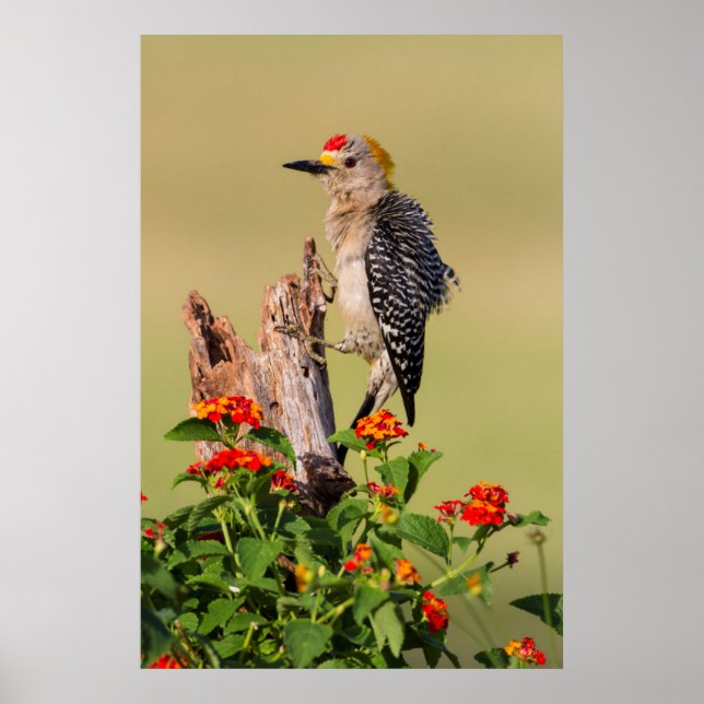 Hidalgo County, Texas. Golden fronted Woodpecker 2 Poster (Framsidan)