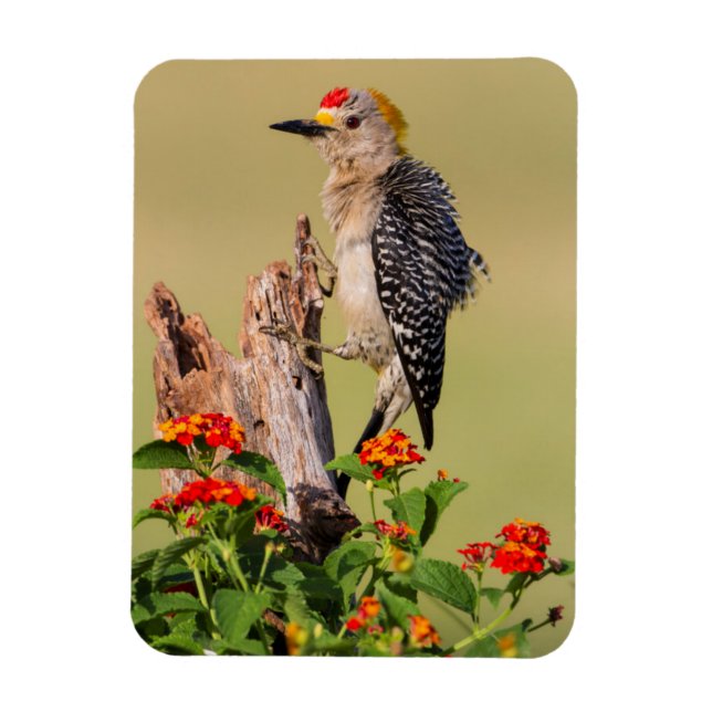 Hidalgo County, Texas. Golden fronted Woodpecker Magnet (Vertikal)