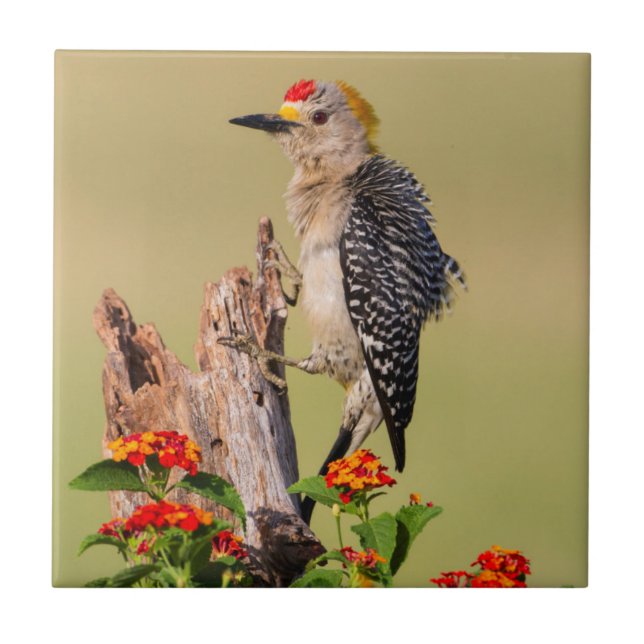 Hidalgo County, Texas. Guldpannehackspett Kakelplatta (Framsidan)