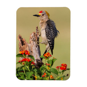 Hidalgo County, Texas. Guldstirnig hackspett Magnet
