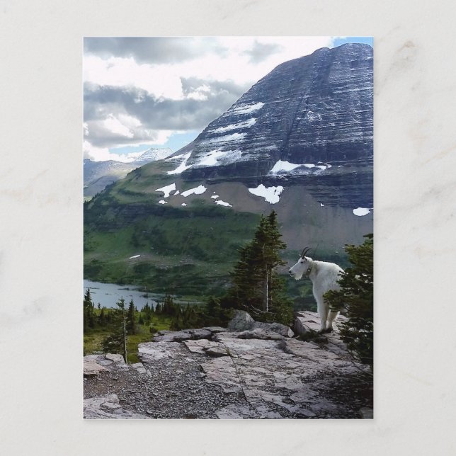 Hidden Lake Overlook Glacier National Park Montana Vykort (Framsida)