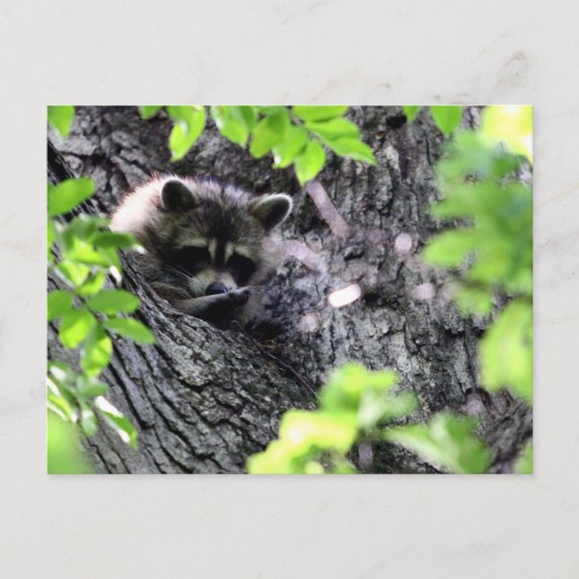 Hidding Raccoon Vykort (Framsida)