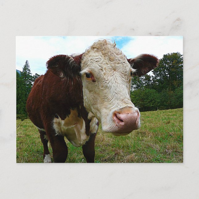 High Def Hereford Vykort (Framsida)