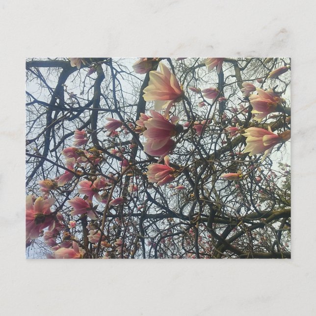 High Park, Toronto Ontario Cherry Blommar 2016 Vykort (Framsida)