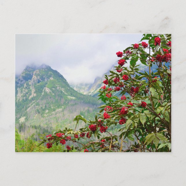 High Tatras Slovakia Vykort (Framsida)