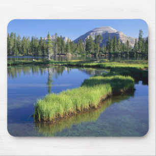 HIGH UINTAS WILDERNESS, UT, USA, halvö Musmatta