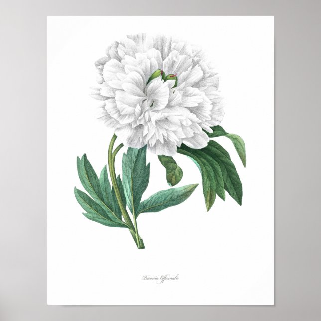 HIGHEST QUALITY Botanical print of Peony Poster (Framsidan)