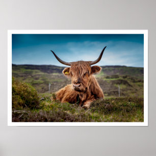 Highland Bull Ljugande i Grass Poster