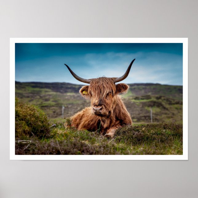 Highland Bull Ljugande i Grass Poster (Framsidan)