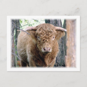 Highland Bull Vykort