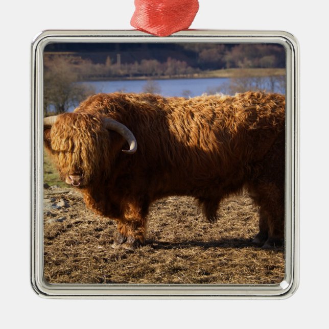 Highland Cattle Bull, Skottland Julgransprydnad Metall (Framsidan)