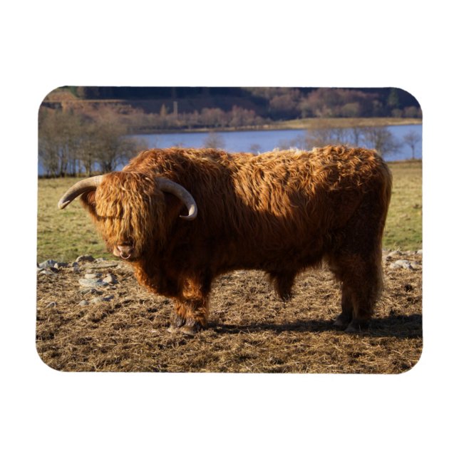 Highland Cattle Bull, Skottland Magnet (Horisontell)