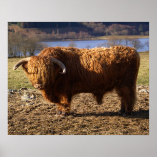 Highland Cattle Bull, Skottland Poster