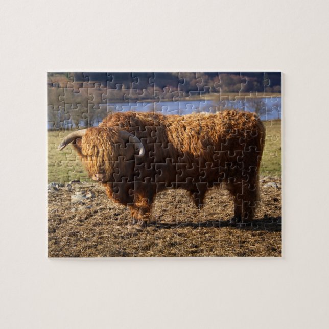 Highland Cattle Bull, Skottland Pussel (Horisontell)