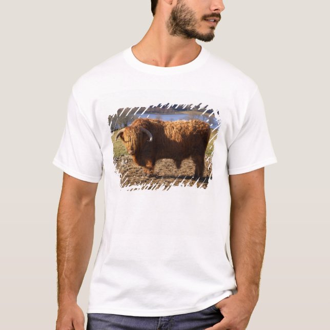 Highland Cattle Bull, Skottland T-shirt (Framsida)