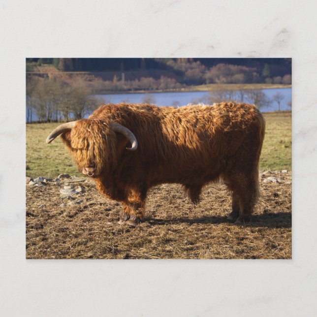 Highland Cattle Bull, Skottland Vykort (Framsida)